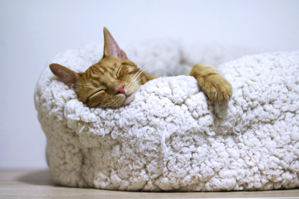котик спит - здоровый сон помогает преодолеть стресс